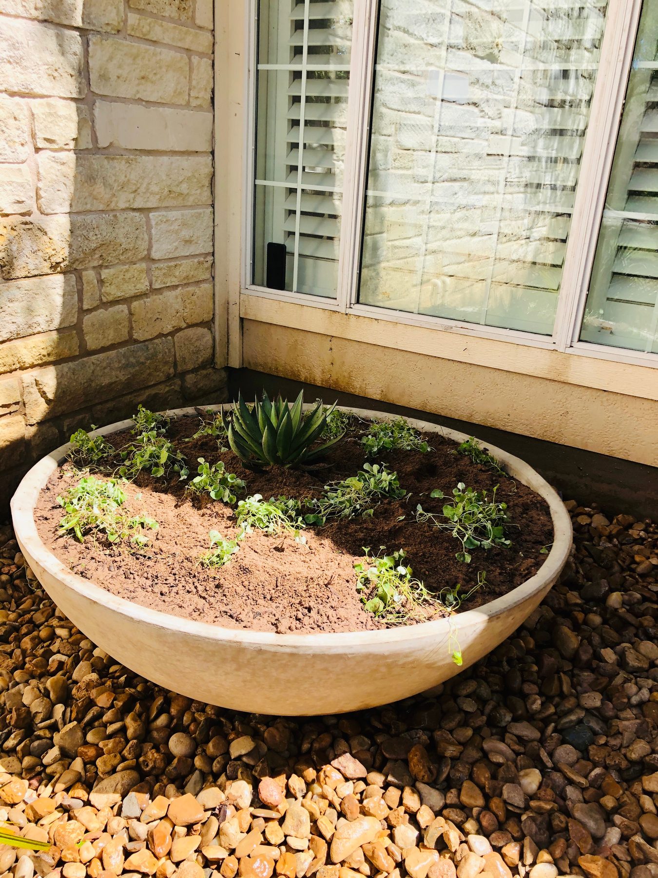 Stone bowl planter with agave and groundcover