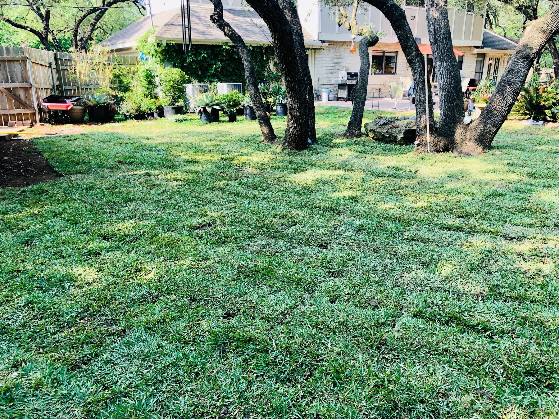 Residential backyard lawn after landscape work