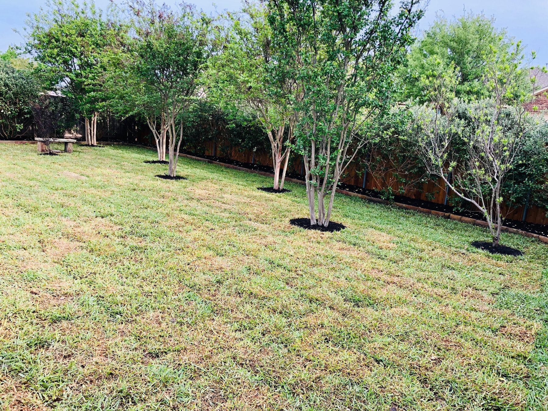 Mown sloping lawn with mulched tree rings