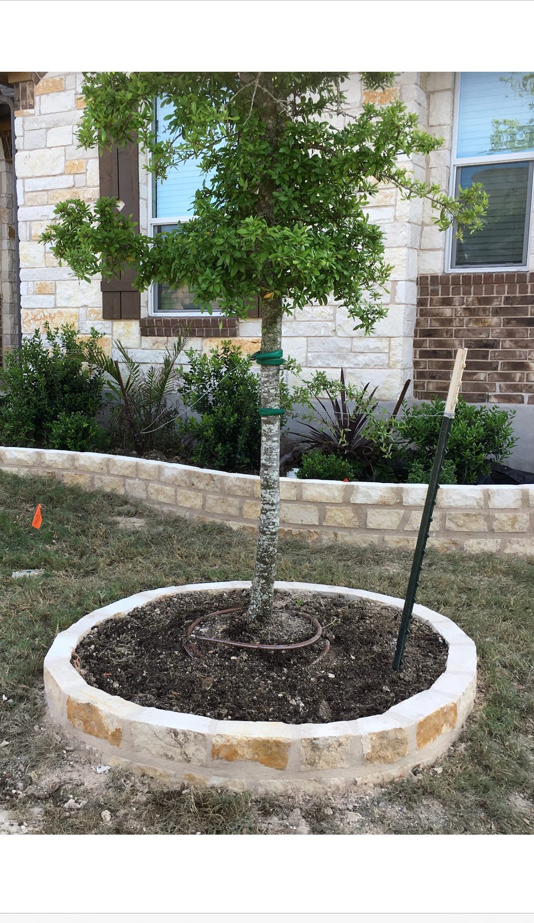 Young tree in a circular stone-bordered bed